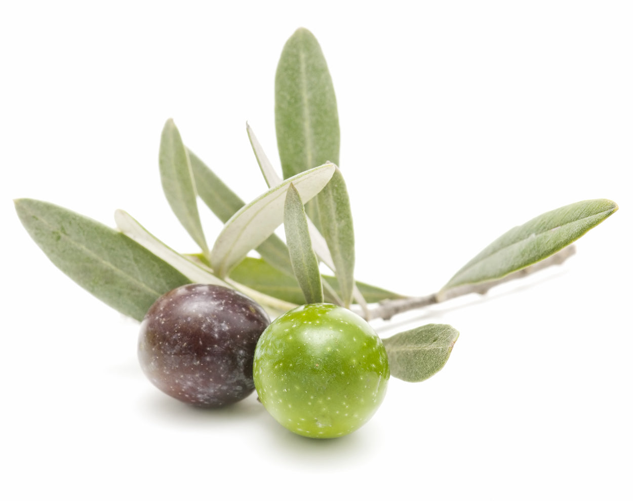 CORATINA EVOO (Peru)