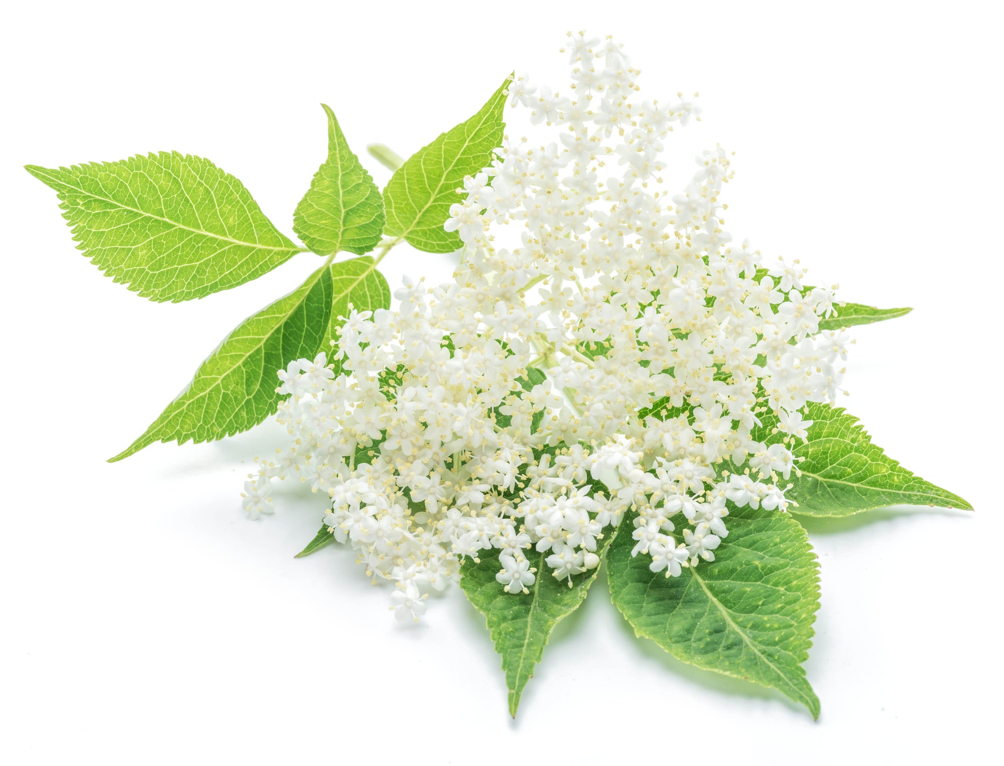 ELDERFLOWER