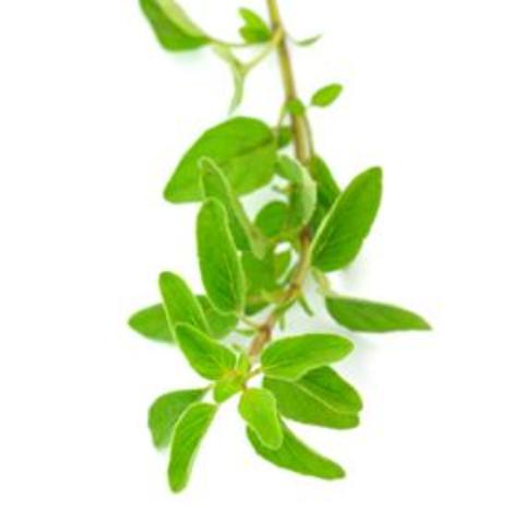 OREGANO