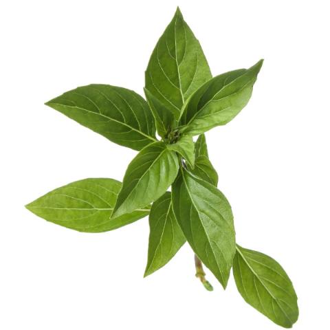 BASIL