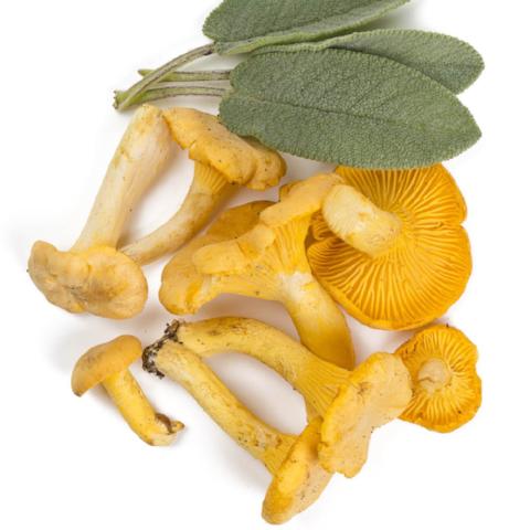 PORCINI MUSHROOM & SAGE